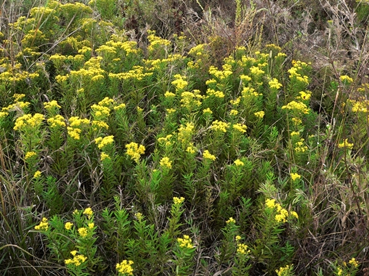 {Euthamia leptocephala}